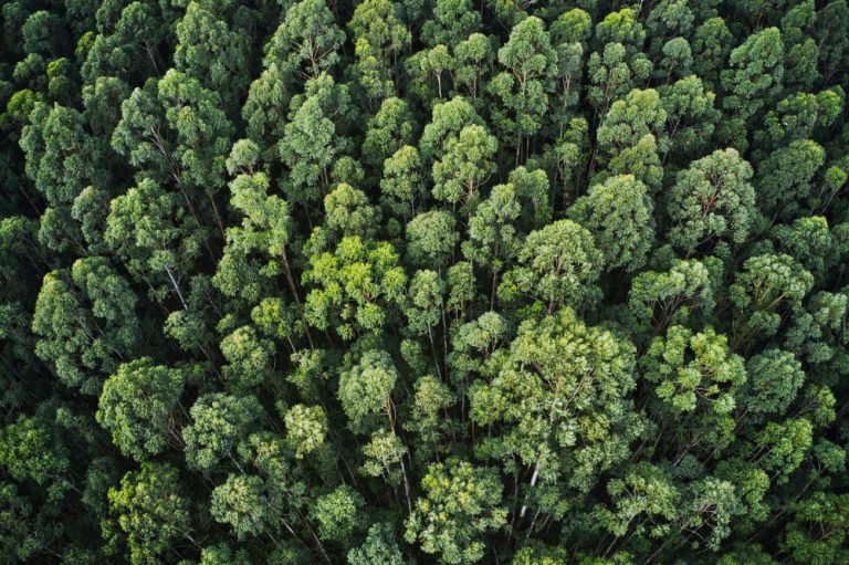 overhead-aerial-shot-thick-forest-with-beautiful-trees-greenery